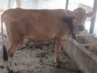 Milk Cow