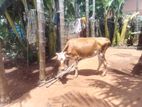 Milk Cow