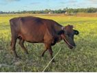 Milk Cow