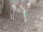 Milk Cow