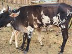 Milk Cow