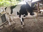 Milk Cow