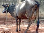 Milk Cow