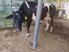 Milk Cow