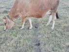 Milk Cow