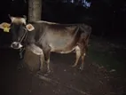 Milk Cow