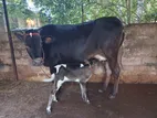 Milk Cow