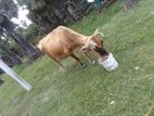 Milk Cow