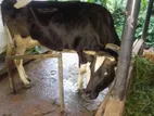 Milk Cow