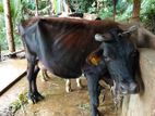 Milk Cow