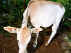 Milk Cow