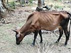 Milk Cow