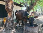 Milk Cows