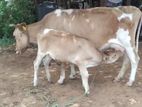 Milk Cow