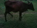 Milk Cow