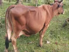 Milk Cow