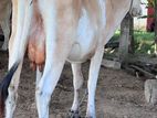 Milk Cow