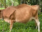 Milk Cow