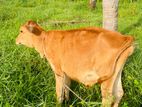 Milk Cow