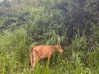 Milk Cow