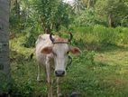 Milk Cow