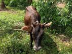 Milk Cow