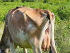 Milk Cow
