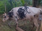 Milk Cow