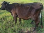 Milk Cow