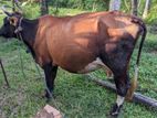 Milk Cow