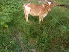 Milk Cow