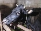 Milk Cow
