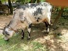 Milk Cow
