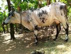 Milk Cow