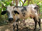 Milk Cow