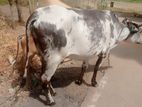 Milk cow