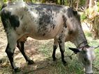 milk cow