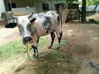 Milk Cow