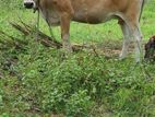 milk cow