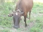 Milk Cow
