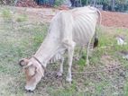 Milk Cow