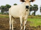 Milk Cow