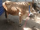 milk cow