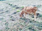 Milk Cow