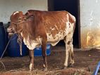 Cow
