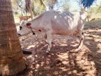 Milk Cows