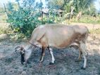 Milk Cows