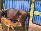 Milk Cow