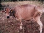 Milk Cow