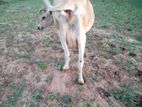 milk cow